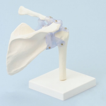 Schultergelenk mit Bändern