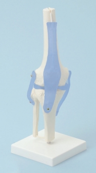 Kniegelenk mit Bändern