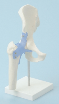 Hüftgelenk mit Bändern