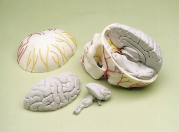 Neurovasculärer Schädel mit Gehirn