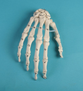 Handskelett mit Knochennummerierung