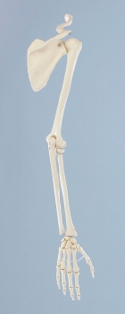 Armskelett mit Schultergürtel