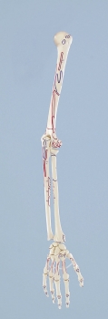 Armskelett mit Muskelmarkierung
