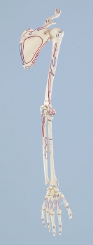Armskelett mit Schultergürtel, mit Muskelmarkierung