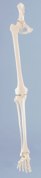 Beinskelett mit Beckenhälfte