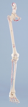 Beinskelett mit Beckenhälfte und flexiblem Fuß, mit Muskelmarkierung