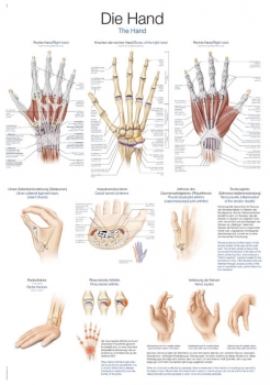 Lehrtafel Die Hand (AL129)