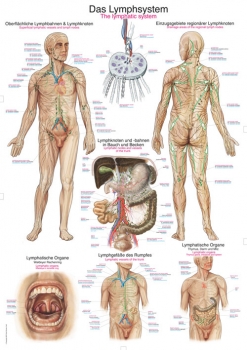 Lehrtafel Das Lymphsystem (AL509)