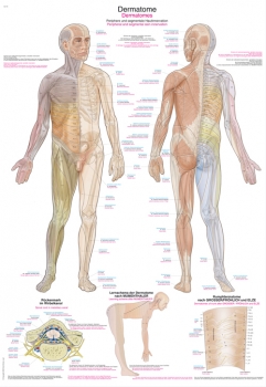 Lehrtafel Dermatome (AL561)