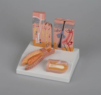 Tischmodell Haut-Haar-Nagel