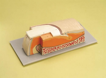 Nagel-Modell, 5-fache Größe