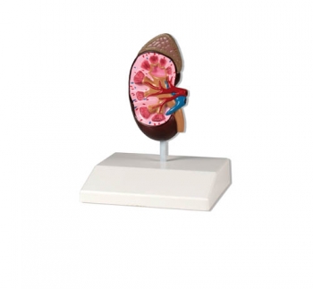 Nierenmodell, natürliche Größe