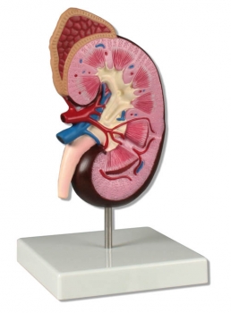 Nierenmodell, 1,5-fache Größe