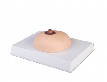 Brustkrebs-Tastmodell (L281)