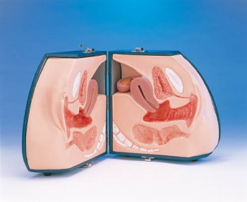 Weibliches Genitalorgan (LM30)