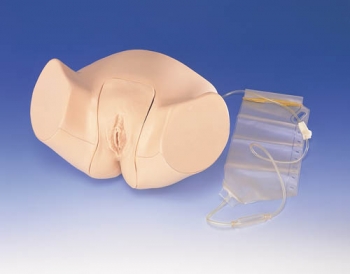 Weibliches Katheterisierungsmodell (LM61)