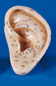 Akupunktur-Ohr, 22 cm