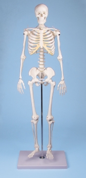 Miniatur-Skelett Tom