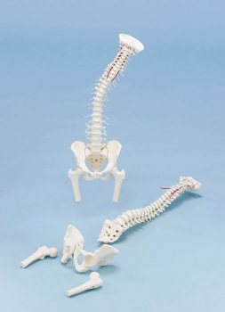Wirbelsäule mit Becken und Oberschenkelstümpfen