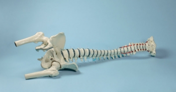 Standard-Wirbelsäule mit Oberschenkelstümpfen und Becken