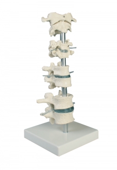 Wirbelsammlung, 8 Wirbel, mit Stativ