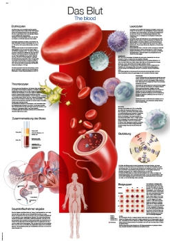 Lehrtafel Das Blut, 70x100cm (AL165)