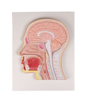 Medianschnitt des Kopfes (Reliefmodell)