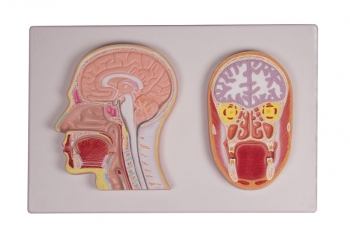 Frontal- und Medianschnitt des Kopfes (Reliefmodell)