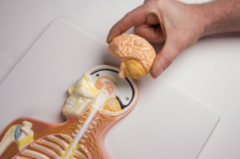 Nervensystem, ½ natürliche Größe