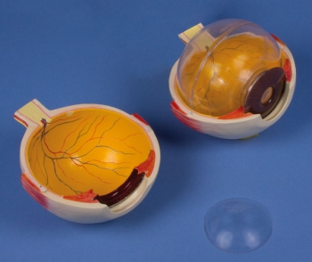 Auge, 6-fache Größe, 6-teilig