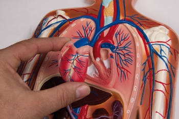 Blutkreislauf Reliefmodell, ½ natürliche Größe, 2-teilig