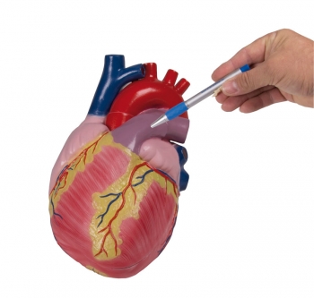 Großes Herzmodell, 3-fache Lebensgröße, 2 Teile