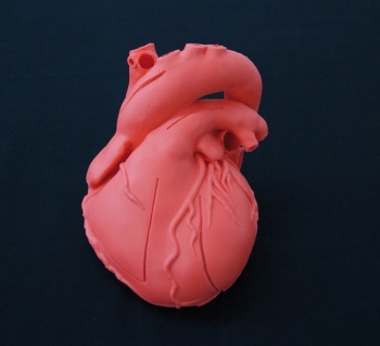 Herz flexibel, didaktische Ausführung