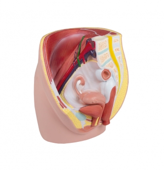 Weibliche Beckenhälfte, natürliche Größe, 3-teilig