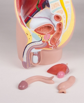 Männliche Beckenhälfte, natürliche Größe, 4-teilig