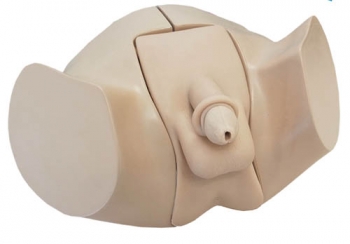 Männliches Blasenkatheter- und Einlauf- Übungsmodell