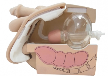 Männliches Blasenkatheter- und Einlauf- Übungsmodell