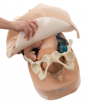 Modellset abdominale Palpation