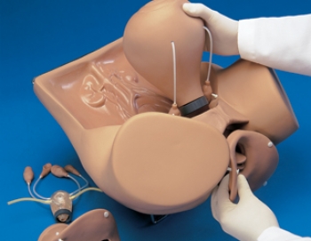 Nachgeburtlicher Uterus für R10183