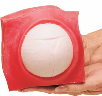 Geburtsfortschritts- und Fetalüberwachungs-Modellset