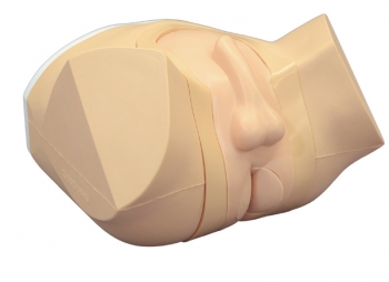 Prostata und rektaler Untersuchungssimulator