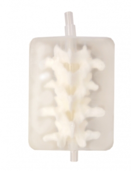 Lendenwirbelsäulen-Durchleuchtungsphantom