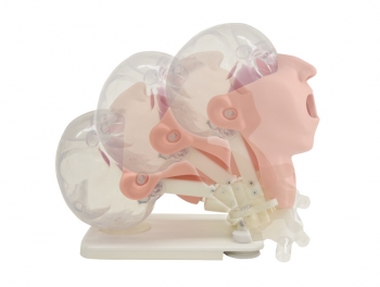 Professioneller Mundpflegesimulator