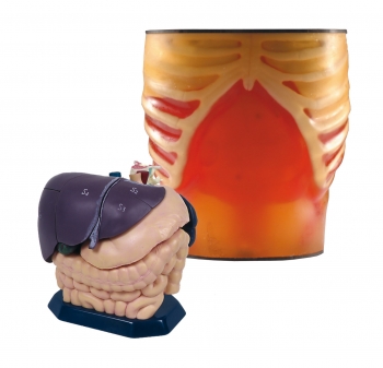 Ultraschallmodell und Anatomiemodell, Set Anatomie/Pathologie