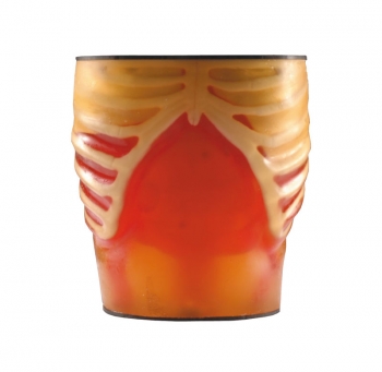 Ultraschallmodell und Anatomiemodell, Set Anatomie/Pathologie