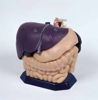 Set Ultraschallmodell und Anatomiemodell