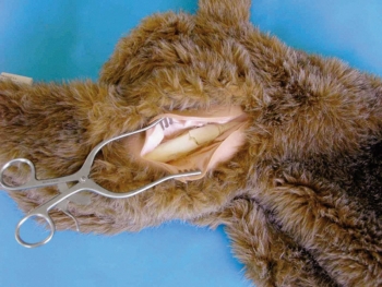 Oberschenkel-Fraktur-Option für VET4000, VET4010 und VET4020