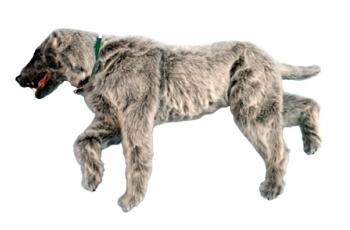 Emily K9 Positionierungspuppe