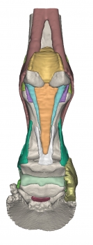 Fuß des Pferdes als Modell - Modell 2