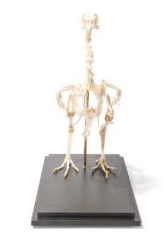 Hühnerskelett (Gallus gallus domesticus), Präparat